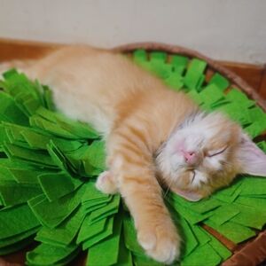 Meet your Posher, Amelia